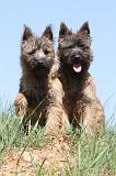 CAIRN TERRIER 296